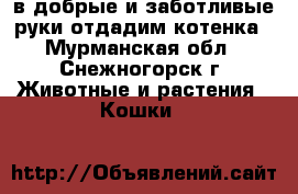 в добрые и заботливые руки отдадим котенка - Мурманская обл., Снежногорск г. Животные и растения » Кошки   
